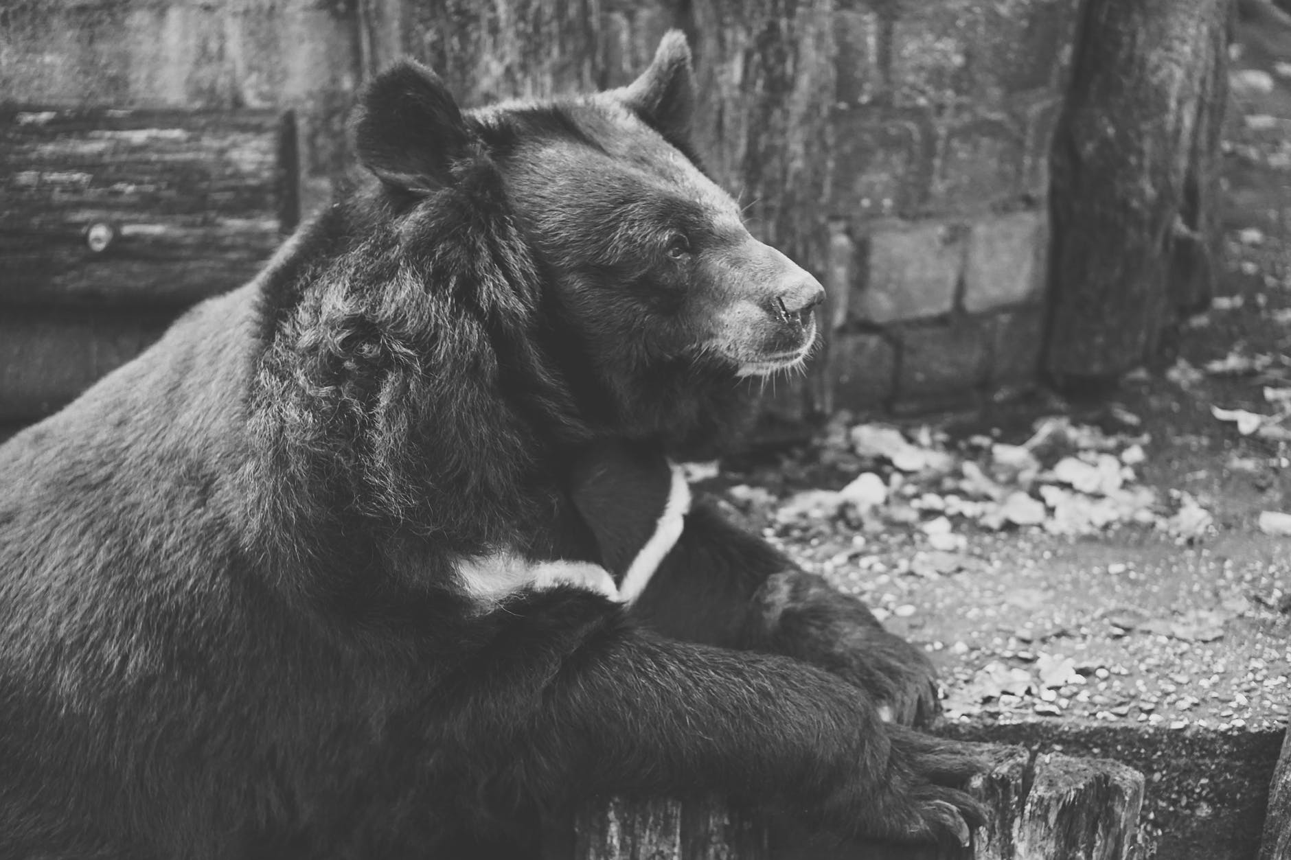 alone animal animal photography bear